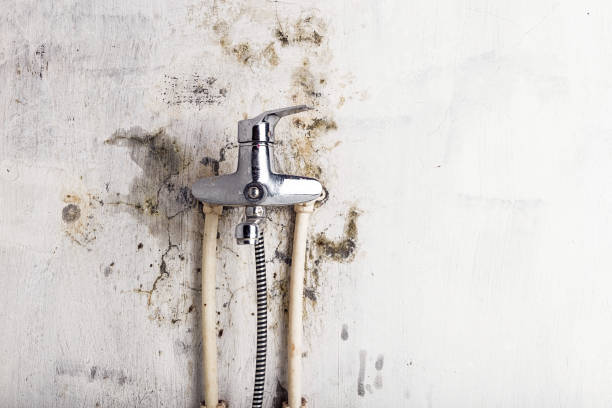 Best Office Mold Removal Services  in Amador Pines, CA