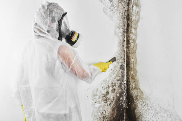 Best Same-Day Mold Removal  in Amador Pines, CA