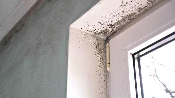 Best Professional Mold Removal  in Amador Pines, CA