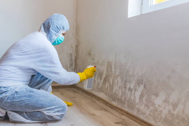Mold Removal Process in Amador Pines, CA