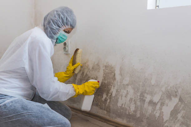 Best Mold Cleaning Services  in Amador Pines, CA