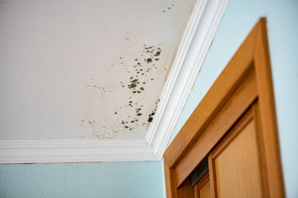 Best Office Mold Removal Services  in Amador Pines, CA