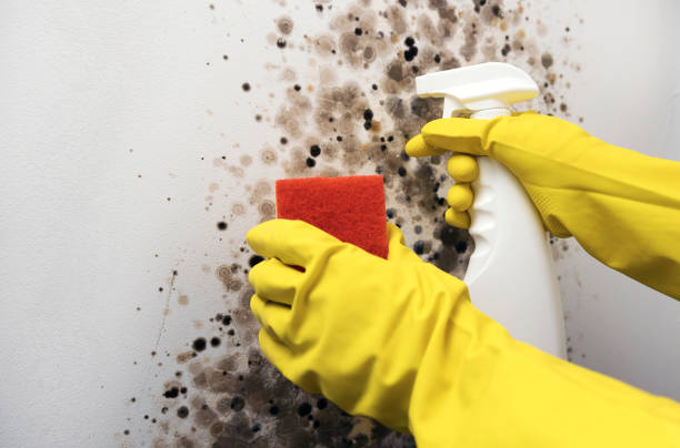 Best Black Mold Removal  in Amador Pines, CA