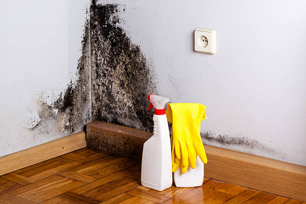 Best Black Mold Removal  in Amador Pines, CA